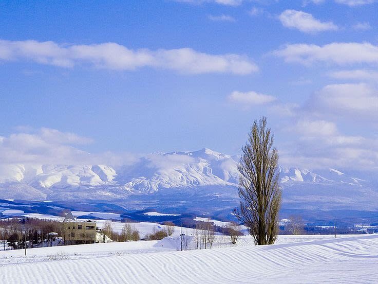 Hokkaido Super Chill 2-Day Light Trip | ROYCE Chocolate Factory, Asahiyama Zoo, Biei Seven Star Tree, Shirahige Falls, Bibai Snowland Fun, Ningle Terrace Illumination | Chinese Tour Guide - Asahiyama Zoo: a generous visit, with lunch on your own