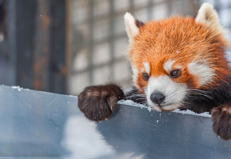 Hokkaido Winter Exclusive: Hokkaido Asahiyama Zoo & Internet-Famous Christmas Tree & Shirogane Blue Pond & Ningle Terrace One-Day Tour | Depart from Sapporo - Asahiyama Zoo: a focused visit, not a full day