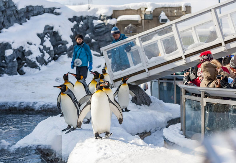 Hokkaido Winter Exclusive: Hokkaido Asahiyama Zoo & Internet-Famous Christmas Tree & Shirogane Blue Pond & Ningle Terrace One-Day Tour | Depart from Sapporo - Who should book this Hokkaido day trip?