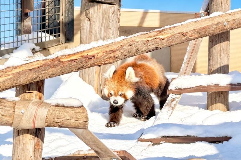 Hokkaido Winter Full-Day Tour | Penguin Walk, Platinum Blue Pond, Shirahige Falls, Forest Elf Terrace | Departure from Sapporo, Chinese and English Tour Guide - Shirahige Falls: water, ice and slippery paths