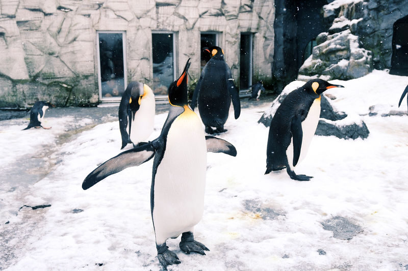 Hokkaido Winter Full-Day Tour | Penguin Walk, Platinum Blue Pond, Shirahige Falls, Forest Elf Terrace | Departure from Sapporo, Chinese and English Tour Guide - Blue Pond: famous color, winter uncertainty