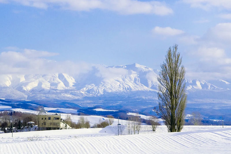 Hokkaido Winter Full-Day Tour | Penguin Walk, Platinum Blue Pond, Shirahige Falls, Forest Elf Terrace | Departure from Sapporo, Chinese and English Tour Guide - Ningle Terrace: a short forest stroll