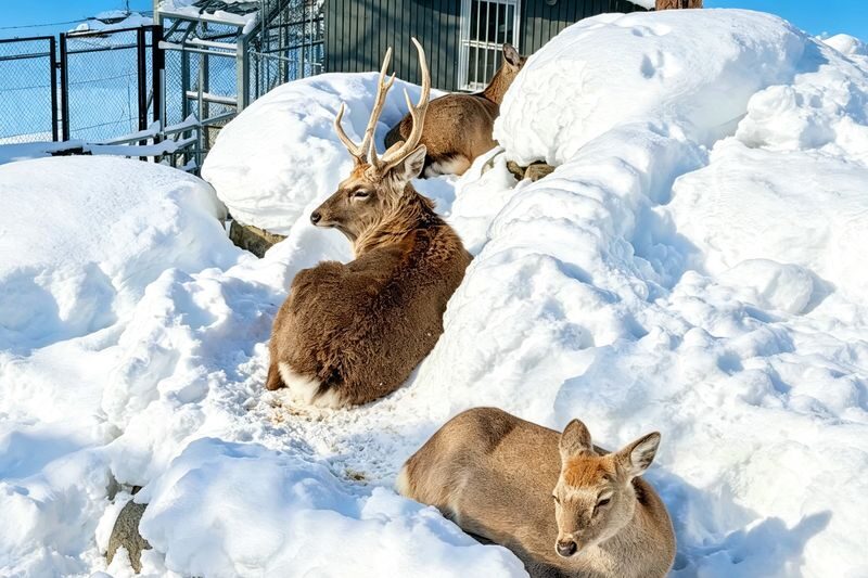 Hokkaido Winter Full-Day Tour | Penguin Walk, Platinum Blue Pond, Shirahige Falls, Forest Elf Terrace | Departure from Sapporo, Chinese and English Tour Guide - Practical details before you go
