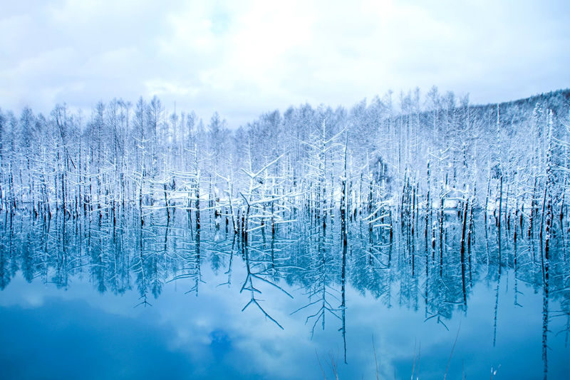 Hokkaido Winter Full-Day Tour | Penguin Walk, Platinum Blue Pond, Shirahige Falls, Forest Elf Terrace | Departure from Sapporo, Chinese and English Tour Guide - Should you book this Hokkaido day tour?