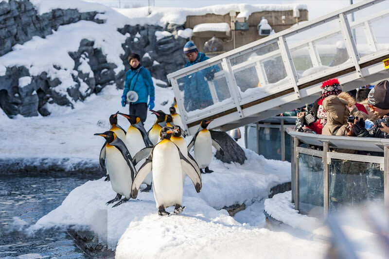Hokkaido Winter Hot Spots | Asahiyama Zoo, Shirohige Waterfall, Shirogane Blue Pond, Biei Christmas Tree One-Day Tour (Departing from Sapporo) - A long road into Hokkaido’s winter scenery