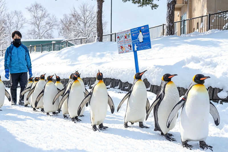 Hokkaido Winter Limited: Asahiyama Zoo & Shirogane Blue Pond & Shirasu Waterfall & Shikisai-no-Oka (Optional Snowmobile Experience) & Forest Elf Terrace Day Tour - At a glance