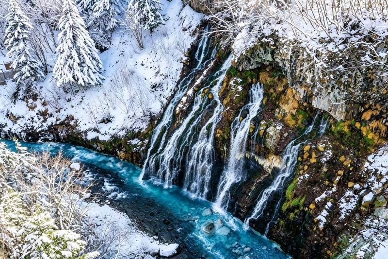 Hokkaido Winter Limited: Asahiyama Zoo & Shirogane Blue Pond & Shirasu Waterfall & Shikisai-no-Oka (Optional Snowmobile Experience) & Forest Elf Terrace Day Tour - Asahiyama Zoo: allow time for more than the penguins