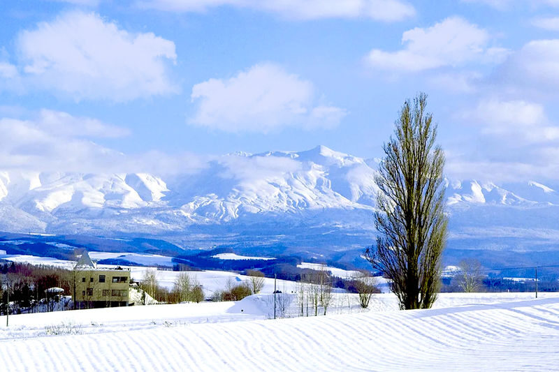 Hokkaido Winter Limited: Asahiyama Zoo & Shirogane Blue Pond & Shirasu Waterfall & Shikisai-no-Oka (Optional Snowmobile Experience) & Forest Elf Terrace Day Tour - The bus ride is part of the bargain