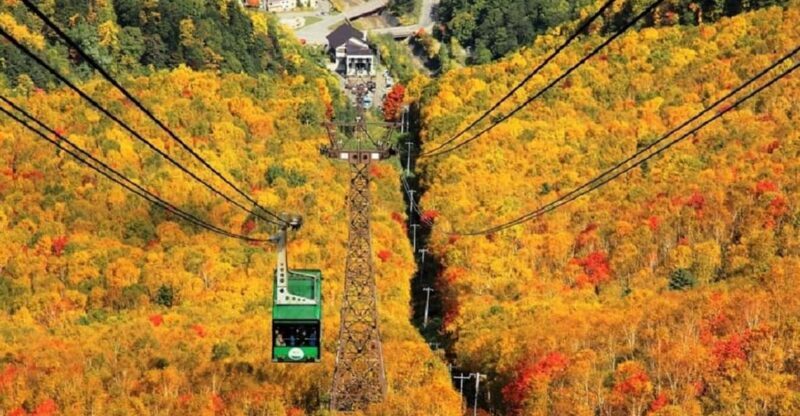 HokkaidoKurodake Ropeway, Asahiyama Zoo Autumn Leaves Tour - Key Points
