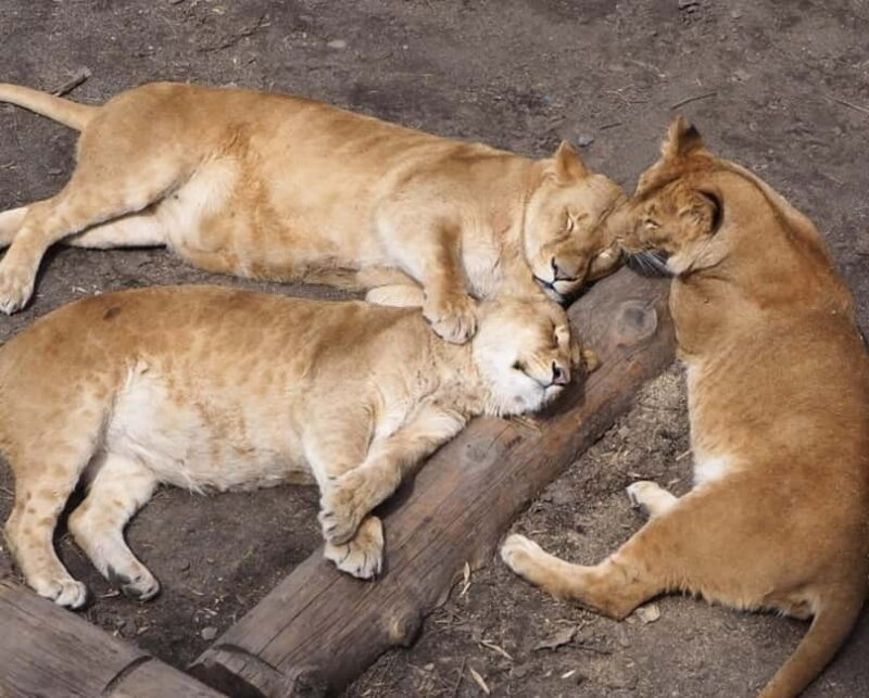 HokkaidoKurodake Ropeway, Asahiyama Zoo Autumn Leaves Tour - FAQ