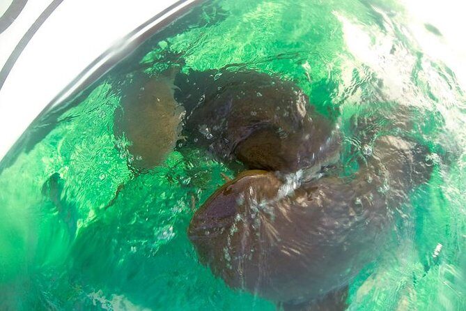 Hol Chan and Sharks Ray Alley Snorkeling - An Honest Look at the Hol Chan and Sharks Ray Alley Snorkeling Tour