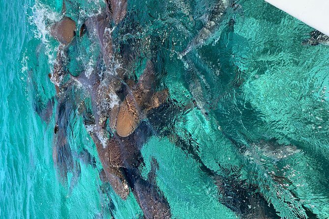 Hol Chan Full-Day Bucket List Snorkeling and Marine Life Tour - Who Will Love This Tour?