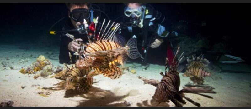 Hol Chan Marine Park night dive - Key Points