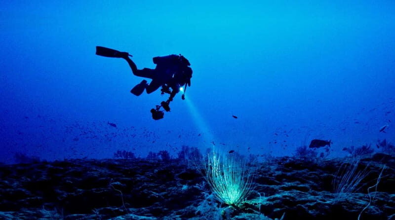 Hol Chan Marine Park night dive - An Authentic Belize Night Dive Experience