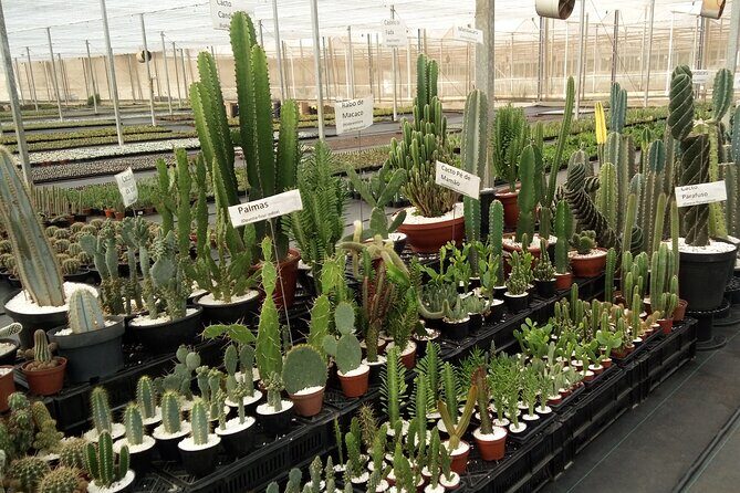 Holambra - The City of Flowers - Final Thoughts