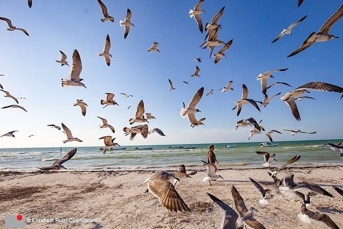 Holbox, all its beauty in 1 day (round trip, lunch and guided visit included) - Who Will Love This Tour?
