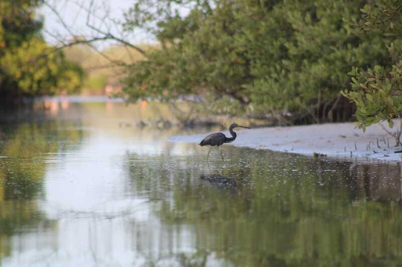 Holbox: Guided Sunrise/Sunset Kayak Tour by Mangrove Reserve - Authentic Encounters and Expert Guides