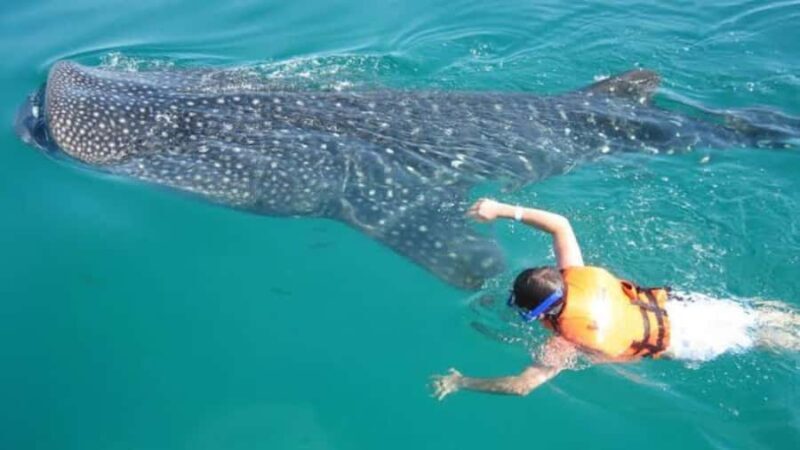 Holbox Island: Swim with Whale Sharks, All-Inclusive - Key Points