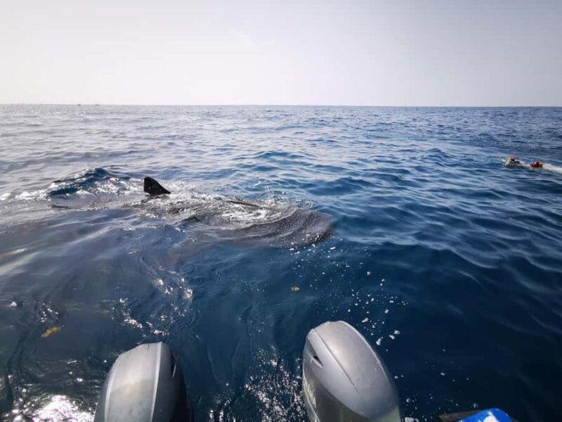 Holbox Island: Swim with Whale Sharks, All-Inclusive - A Closer Look at the Experience