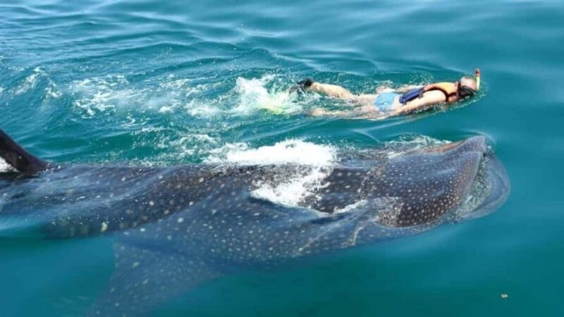 Holbox Island: Swim with Whale Sharks, All-Inclusive - The Sum Up