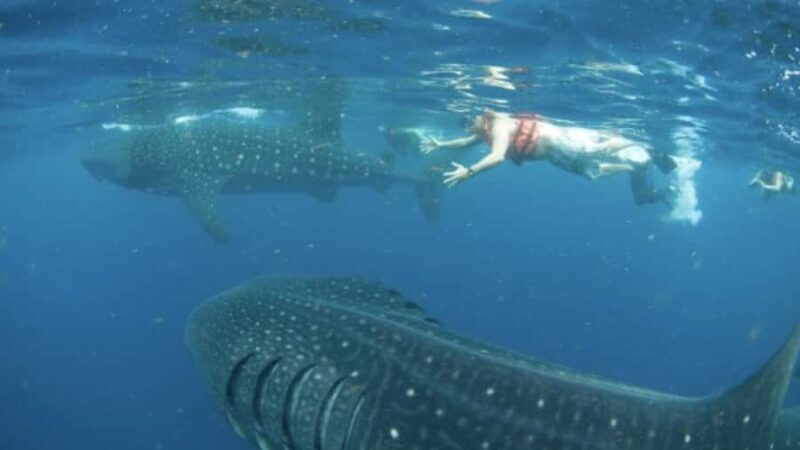 Holbox Island: Swim with Whale Sharks, All-Inclusive - FAQ