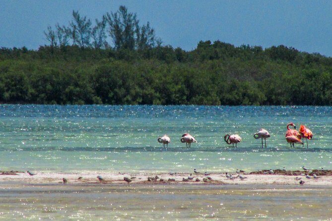 Holbox Island Tour departure from Cancun - In-Depth: What to Expect at Each Stop