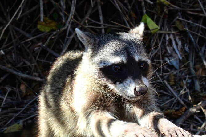 Holbox: Islas Pajaros, Yalahau & Isla de la Pasión with pick up - Frequently Asked Questions