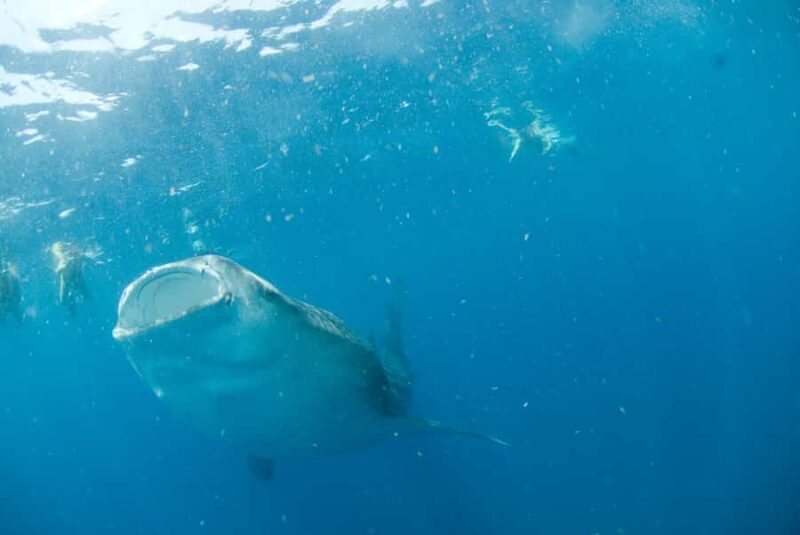 Holbox: Search and Swim with Whale Sharks ! All Inclusive. - Key Points