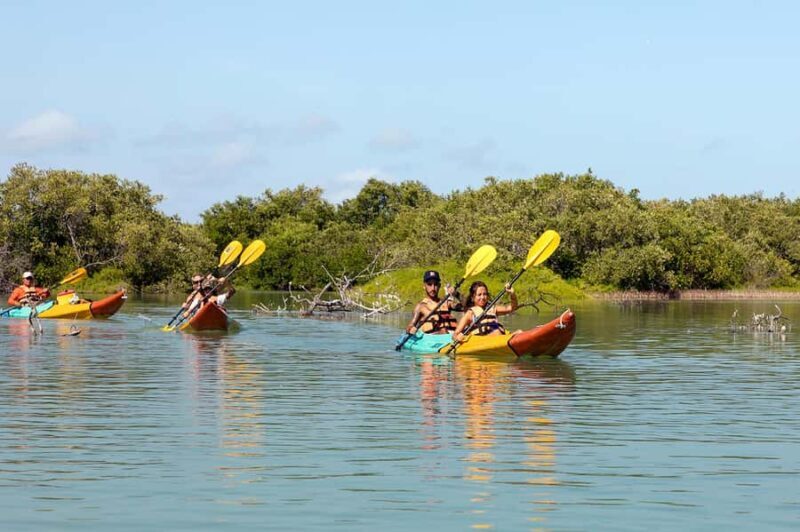 Holbox: Sunrise Kayak Tour through the Mangroves - Final Thoughts