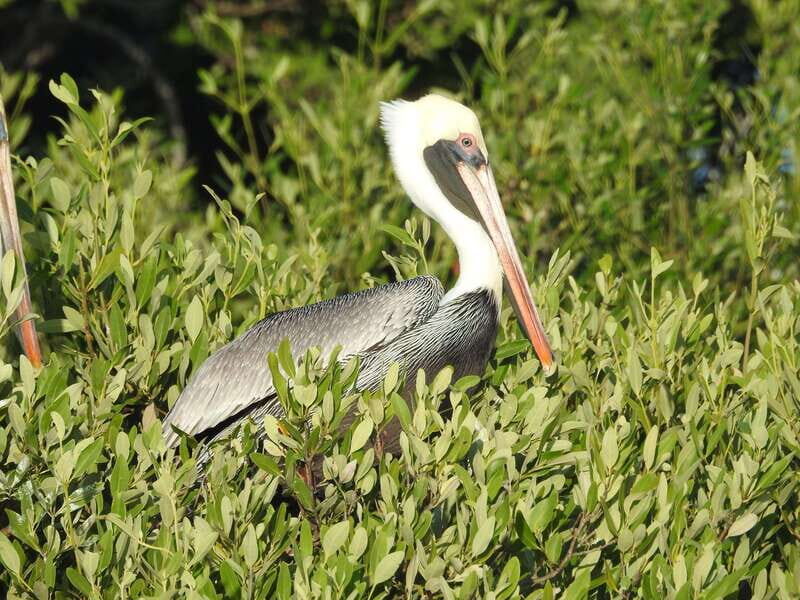 Holbox: Sunrise Kayak Tour through the Mangroves - A Detailed Look at the Sunrise Kayak Tour