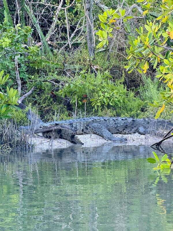 Holbox: Sunrise & Mangrove Kayak Tour - A Detailed Look at the Experience