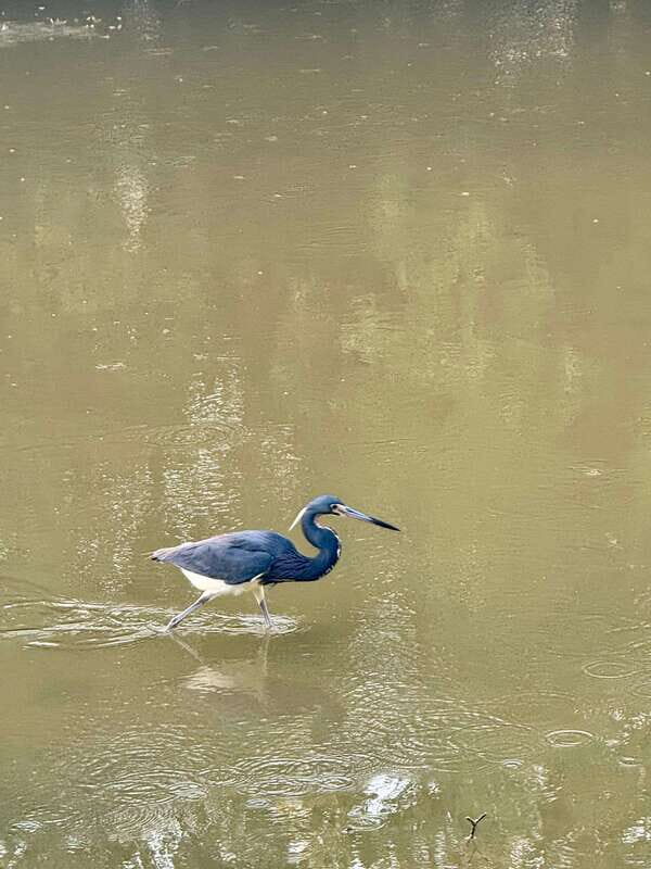 Holbox: Sunrise & Mangrove Kayak Tour - FAQ