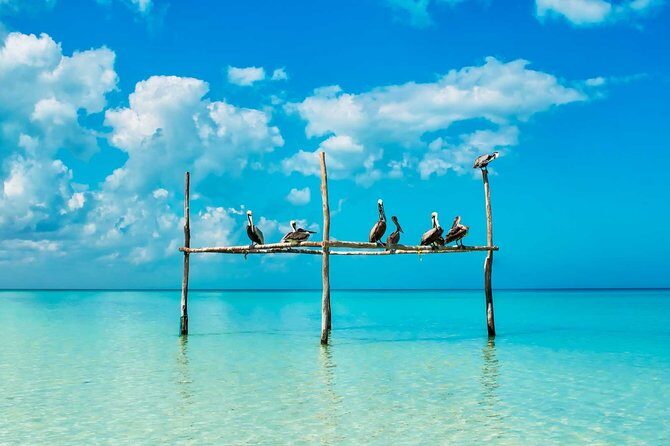 Holbox Tour - Island & Cenote from Cancun and Playa del Carmen - Authentic Experiences & Guide Quality