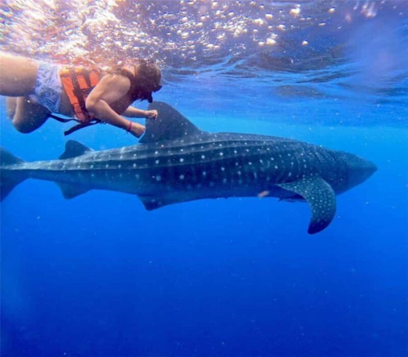 Holbox: Whale Shark and Catoche Island Tour with Snorkeling - Key Points