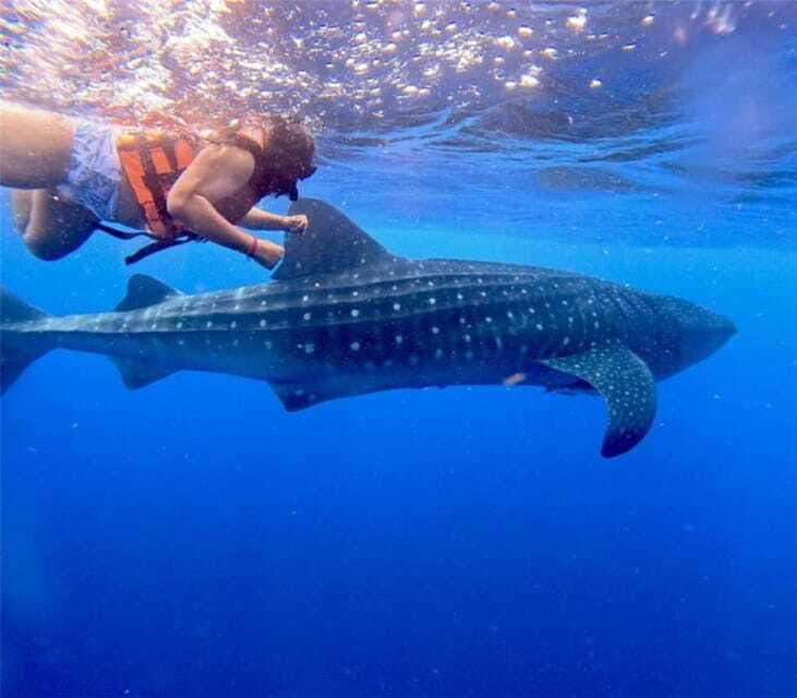 Holbox: Whale Shark and Catoche Island Tour with Snorkeling - Price and Value