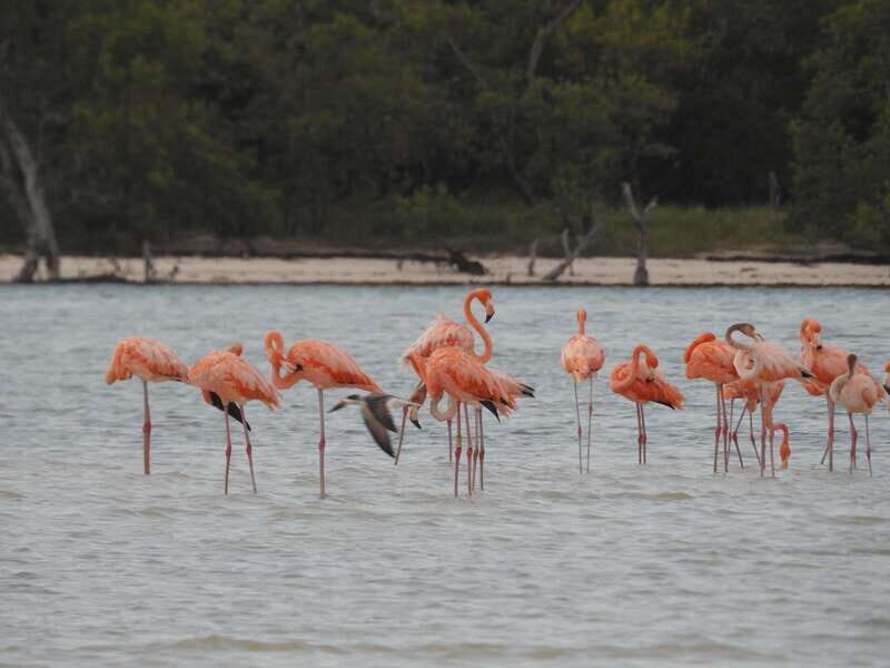 Holbox: Yalahau, Passion Island and Punta Mosquito Boat Tour - A Deep Dive into Holbox’s Island-Hopping Experience