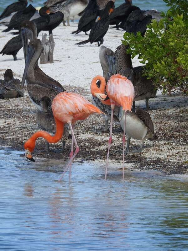 Holbox: Yalahau, Passion Island and Punta Mosquito Boat Tour - FAQ