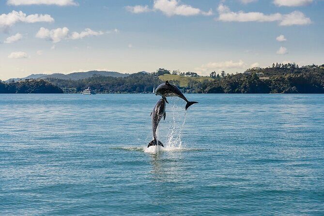 Hole in the Rock Dolphin Cruise Tour Round Trip from Auckland - Pricing and Value Analysis