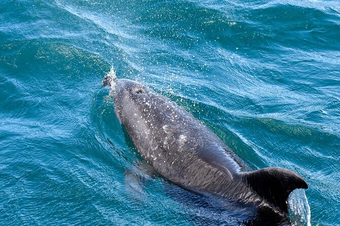 Hole in the Rock Dolphin Cruise Tour Round Trip from Auckland - The Sum Up