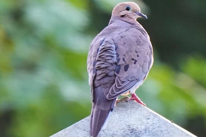 Hollywood Cemetery Hills and History - A Deep Dive into Hollywood Cemetery Hills and History