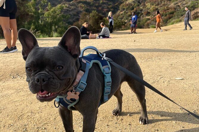Hollywood Sign 2.5-Hour Tour with Comedians and Their Dogs - Frequently Asked Questions