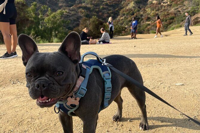 Hollywood Sign Express Tour with Comedians and Their Dogs - Key Points