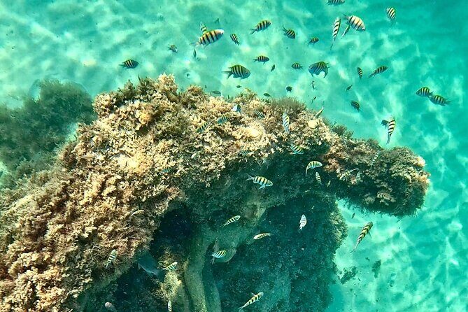 Hollywood Snorkel, Kayak & Paddleboard with Reefs and Sculptures - Key Points