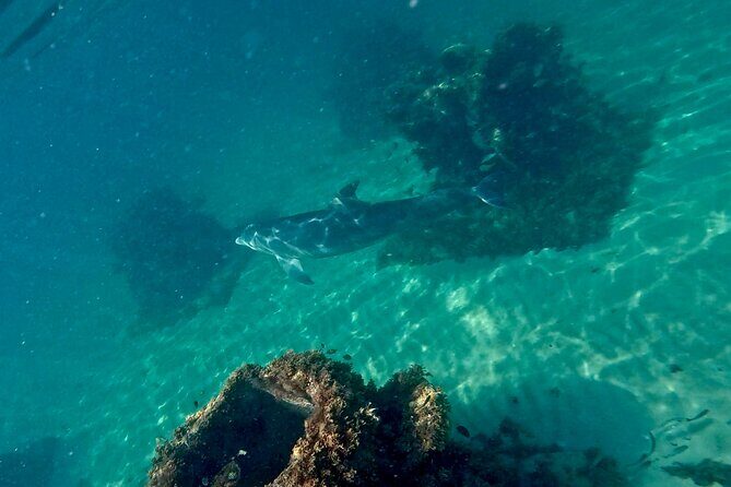 Hollywood Snorkel, Kayak & Paddleboard with Reefs and Sculptures - Final Thoughts