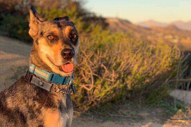 Hollywood: Walking and Hiking Sunset Tour with LA Views - Final Thoughts: Who Will Love This Tour?