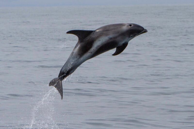 Hólmavík: Whale Watching Tour - Hólmavík: Whale Watching Tour