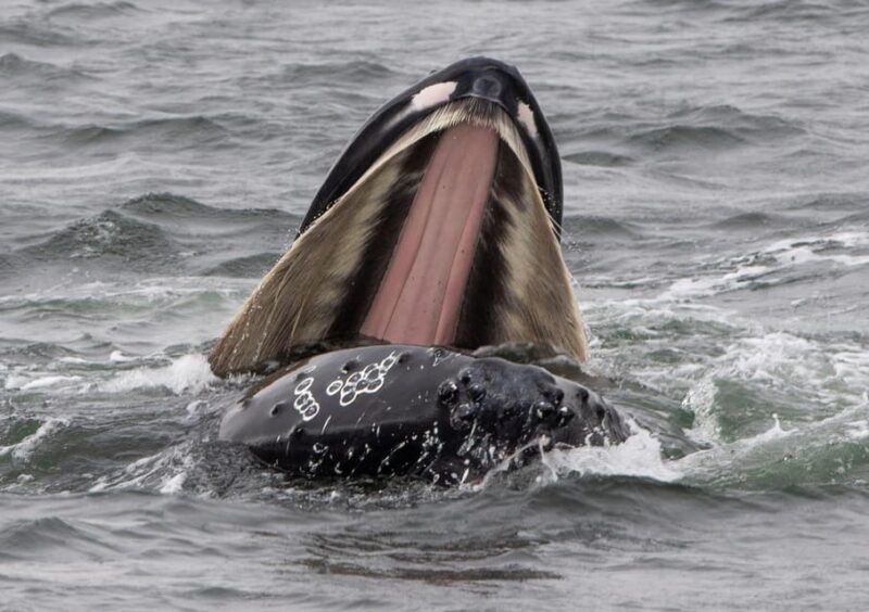 Hólmavík: Whale Watching Tour - Who Should Consider This Tour?