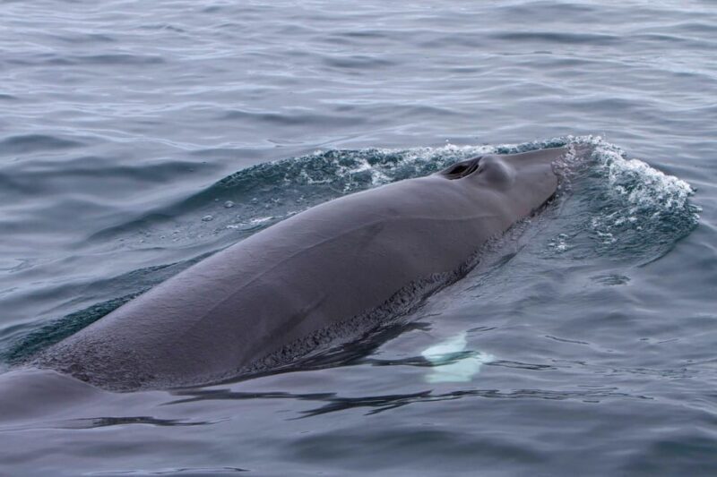 Hólmavík: Whale Watching Tour - The Sum Up
