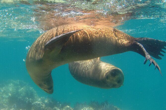 Holy Spirit Island Tour Sea Lions Snorkeling and Beach - Authentic Insights from Travelers
