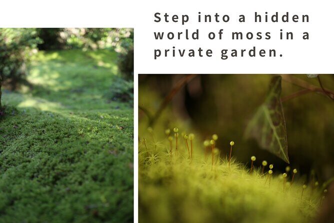 Home Experience: Tea Ceremony & Moss Garden Walk(Day trip) - Exploring the Heart of Rural Hiroshima: An In-Depth Review